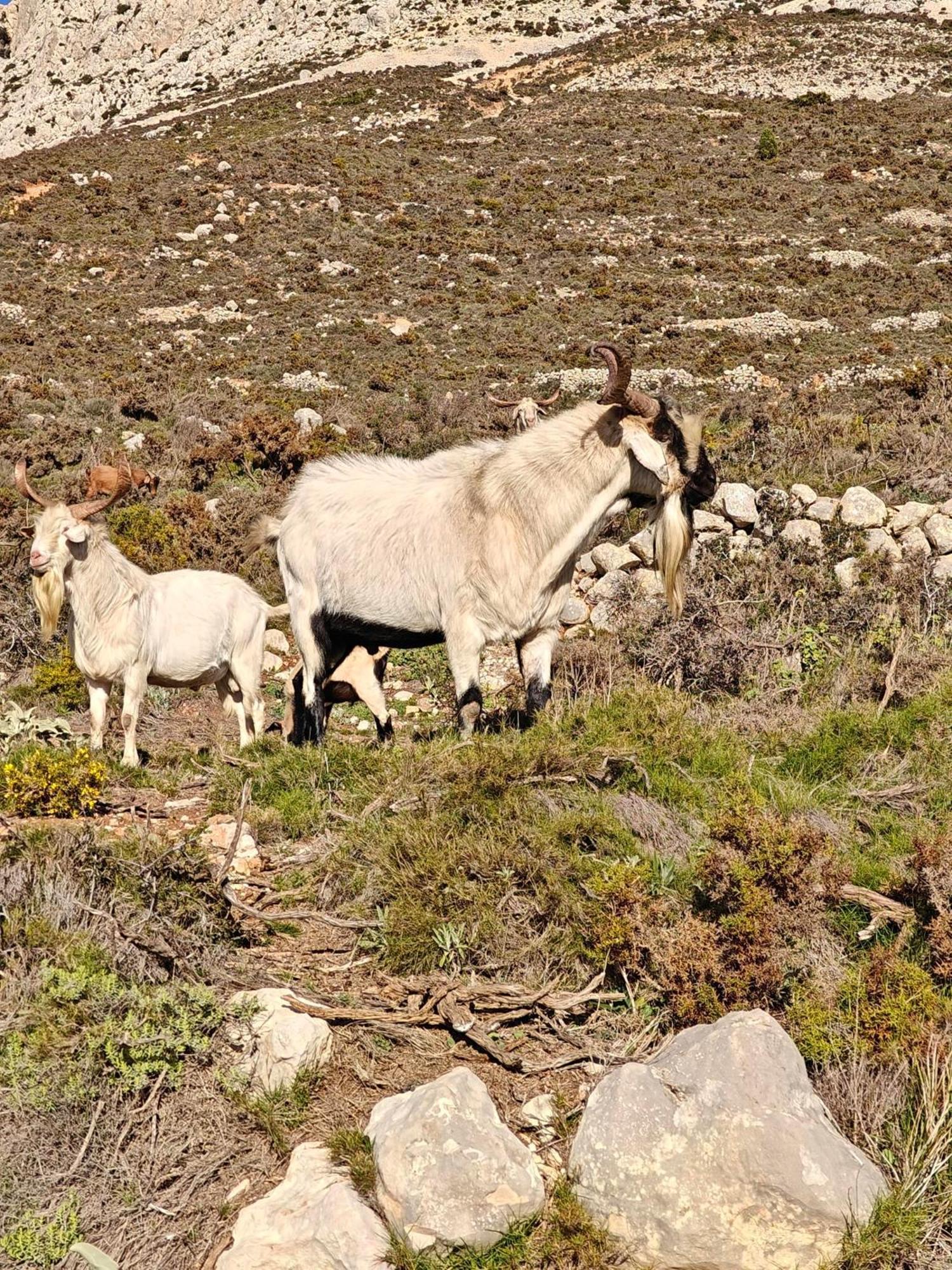 Bolulla Finca Oliva מראה חיצוני תמונה