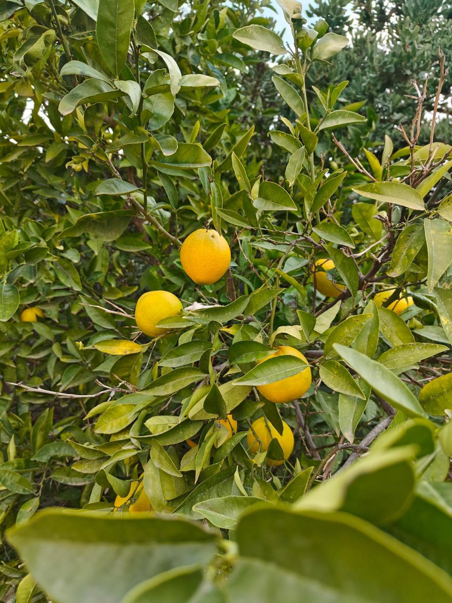 Bolulla Finca Oliva מראה חיצוני תמונה