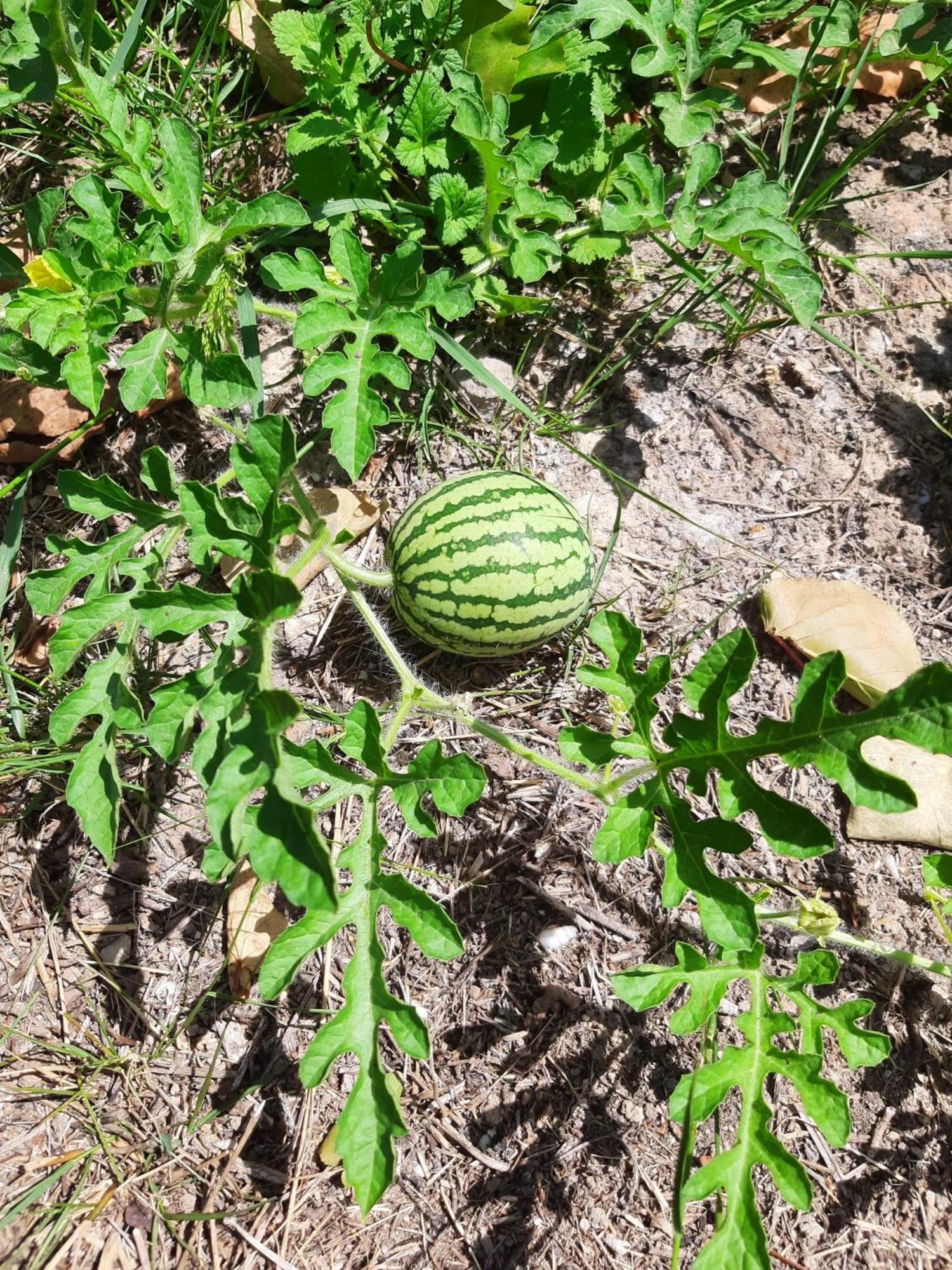 Bolulla Finca Oliva מראה חיצוני תמונה